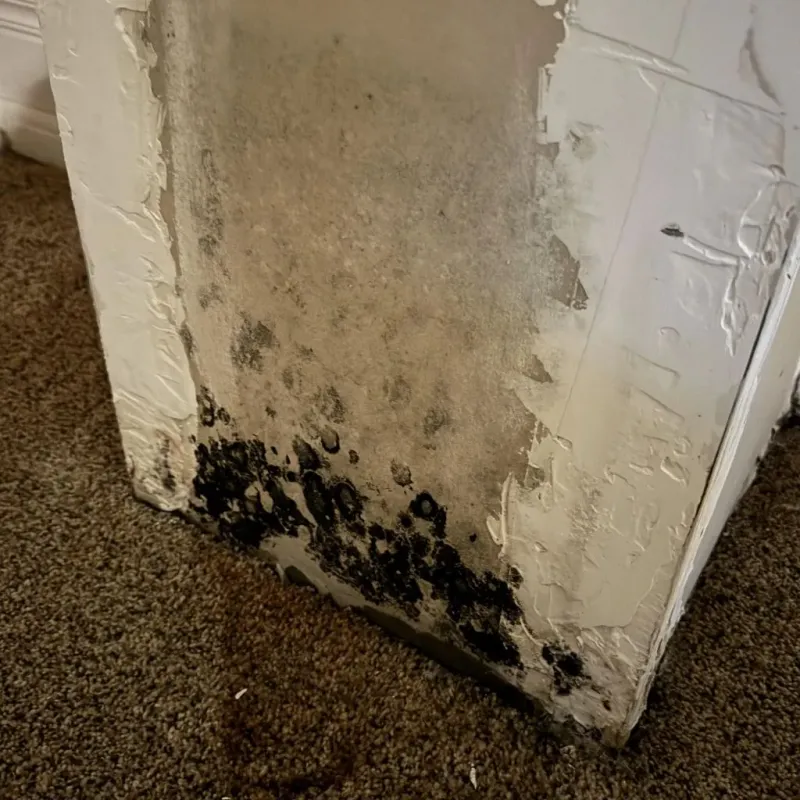 Professional Mold Removal in Warrick County, IN